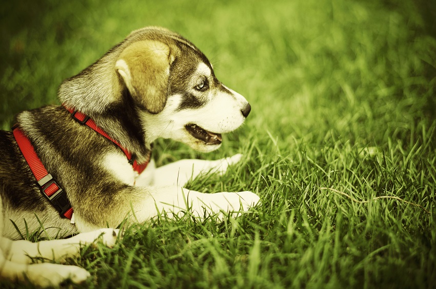 Husky puppy